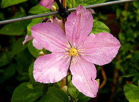 Plamének 'Comtesse de Bouchaud' - Clematis 'Comtesse de Bouchaud'