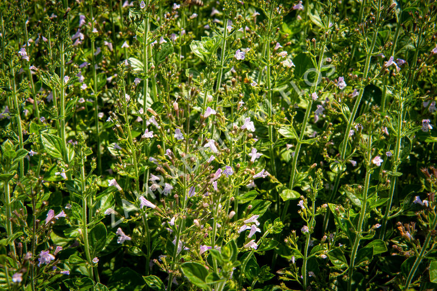 Marulka lékařská 'Blue Cloud Strain' - Calamintha nepeta 'Blue Cloud Strain'