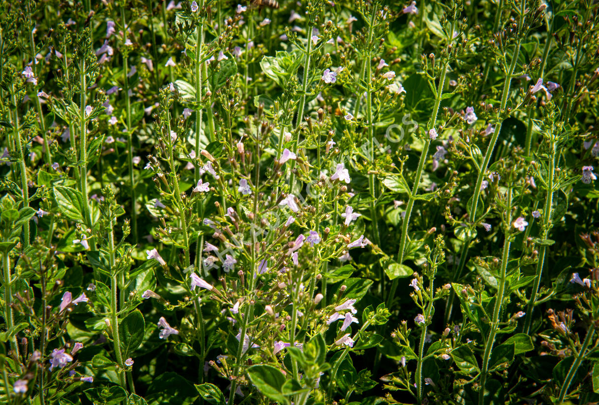Marulka lékařská 'Blue Cloud Strain' - Calamintha nepeta 'Blue Cloud Strain'