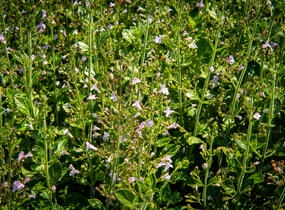 Marulka lékařská 'Blue Cloud Strain' - Calamintha nepeta 'Blue Cloud Strain'