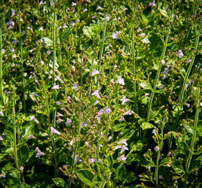 Marulka lékařská 'Blue Cloud Strain' - Calamintha nepeta 'Blue Cloud Strain'