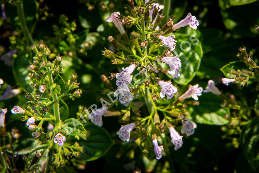 Marulka lékařská 'Blue Cloud Strain' - Calamintha nepeta 'Blue Cloud Strain'