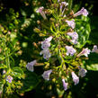 Marulka lékařská 'Blue Cloud Strain' - Calamintha nepeta 'Blue Cloud Strain'