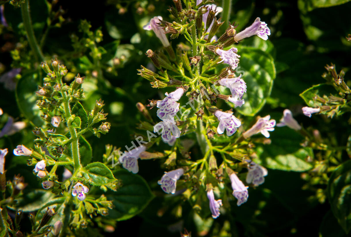 Marulka lékařská 'Blue Cloud Strain' - Calamintha nepeta 'Blue Cloud Strain'