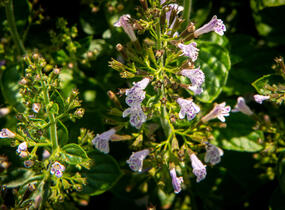 Marulka lékařská 'Blue Cloud Strain' - Calamintha nepeta 'Blue Cloud Strain'