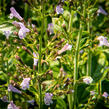 Marulka lékařská 'Blue Cloud Strain' - Calamintha nepeta 'Blue Cloud Strain'