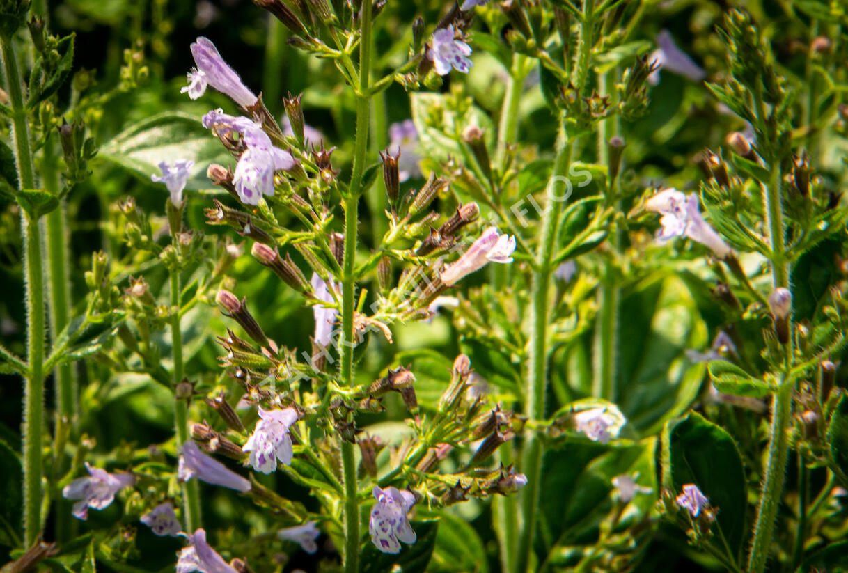 Marulka lékařská 'Blue Cloud Strain' - Calamintha nepeta 'Blue Cloud Strain'