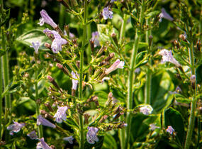 Marulka lékařská 'Blue Cloud Strain' - Calamintha nepeta 'Blue Cloud Strain'