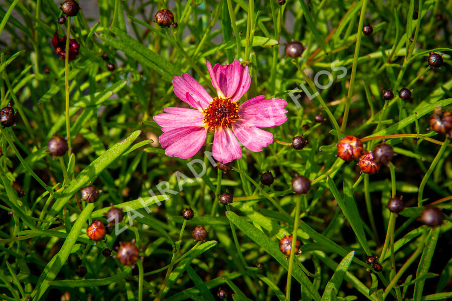 Krásnoočko přeslenité 'Limerock Passion' - Coreopsis verticillata 'Limerock Passion'