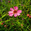 Krásnoočko přeslenité 'Limerock Passion' - Coreopsis verticillata 'Limerock Passion'