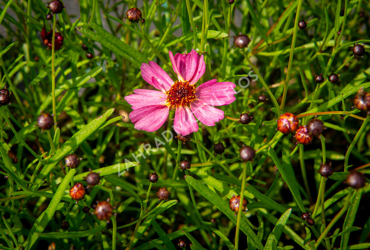 Krásnoočko přeslenité 'Limerock Passion' - Coreopsis verticillata 'Limerock Passion'
