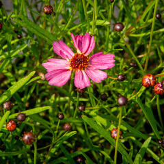 Krásnoočko přeslenité 'Limerock Passion' - Coreopsis verticillata 'Limerock Passion'