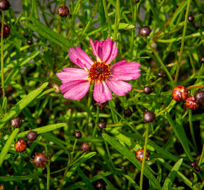 Krásnoočko přeslenité 'Limerock Passion' - Coreopsis verticillata 'Limerock Passion'