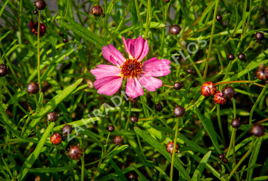 Krásnoočko přeslenité 'Limerock Passion' - Coreopsis verticillata 'Limerock Passion'