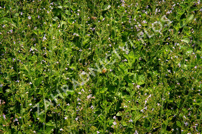 Marulka lékařská - Calamintha nepeta ssp. nepeta