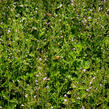 Marulka lékařská - Calamintha nepeta ssp. nepeta