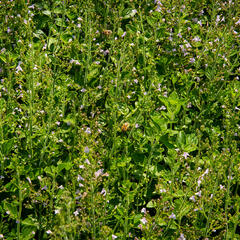 Marulka lékařská - Calamintha nepeta ssp. nepeta