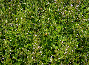 Marulka lékařská - Calamintha nepeta ssp. nepeta