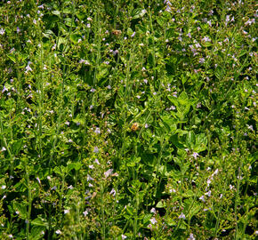 Marulka lékařská - Calamintha nepeta ssp. nepeta