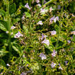 Marulka lékařská - Calamintha nepeta ssp. nepeta