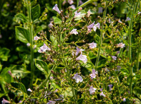 Marulka lékařská - Calamintha nepeta ssp. nepeta