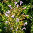 Marulka lékařská - Calamintha nepeta ssp. nepeta