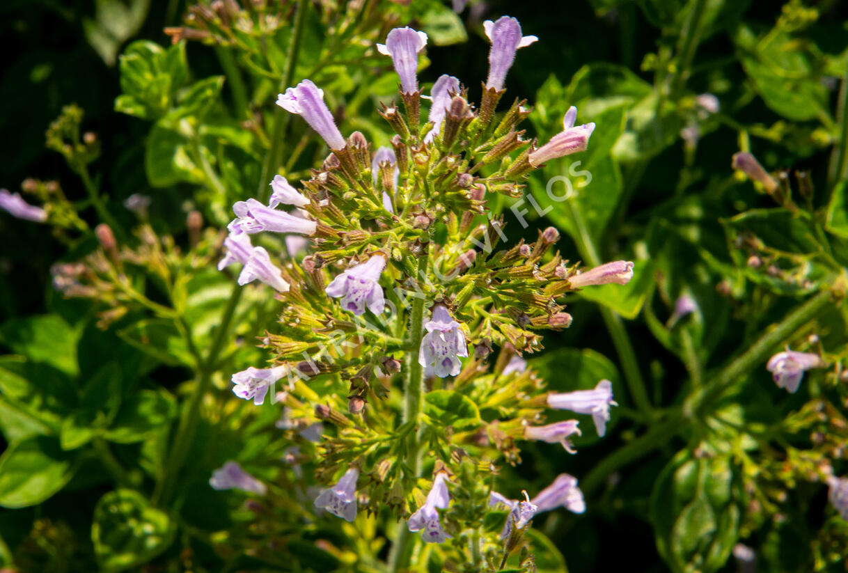 Marulka lékařská - Calamintha nepeta ssp. nepeta