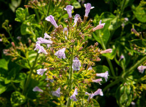 Marulka lékařská - Calamintha nepeta ssp. nepeta