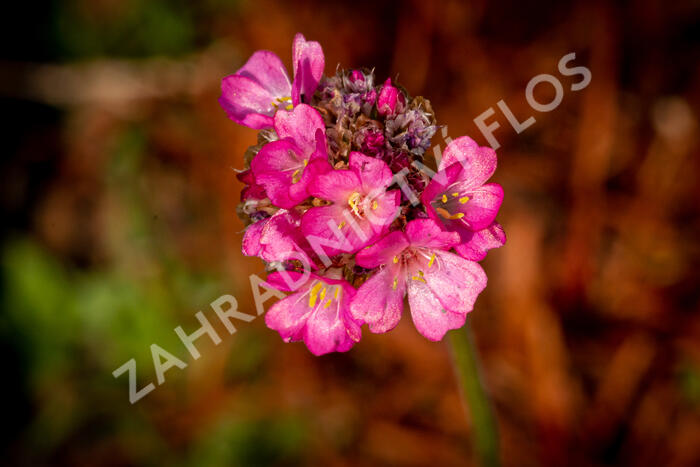 Trávnička přímořská 'Negro' - Armeria maritima 'Negro'