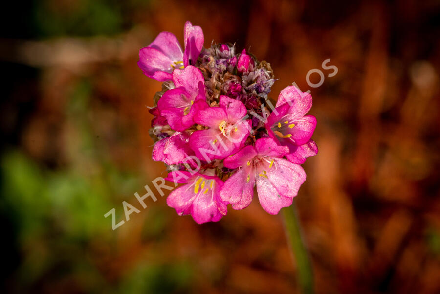 Trávnička přímořská 'Negro' - Armeria maritima 'Negro'