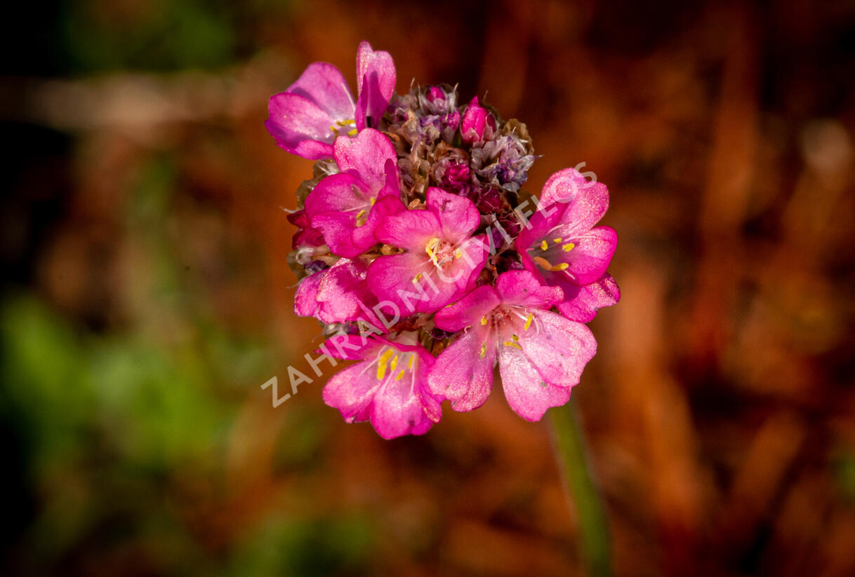 Trávnička přímořská 'Negro' - Armeria maritima 'Negro'