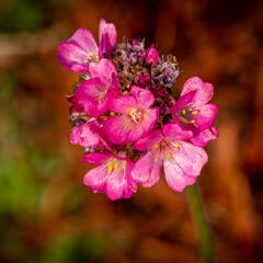 Trávnička přímořská 'Negro' - Armeria maritima 'Negro'