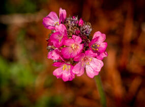 Trávnička přímořská 'Negro' - Armeria maritima 'Negro'