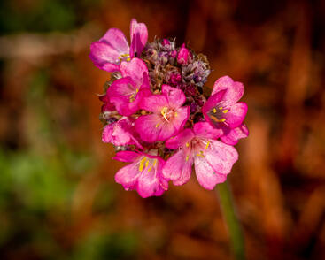 Trávnička přímořská 'Negro'