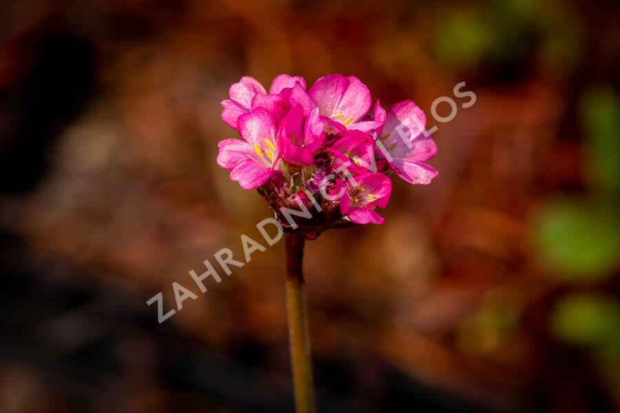 Trávnička přímořská 'Negro' - Armeria maritima 'Negro'