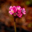 Trávnička přímořská 'Negro' - Armeria maritima 'Negro'