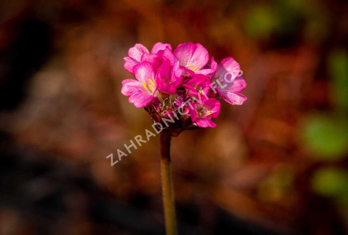 Trávnička přímořská 'Negro' - Armeria maritima 'Negro'