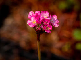 Trávnička přímořská 'Negro' - Armeria maritima 'Negro'