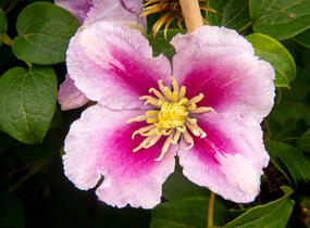 Plamének 'Piilu' - Clematis 'Piilu'