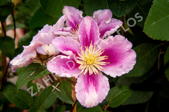 Plamének 'Piilu' - Clematis 'Piilu'