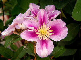 Plamének 'Piilu' - Clematis 'Piilu'