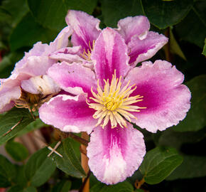 Plamének 'Piilu' - Clematis 'Piilu'