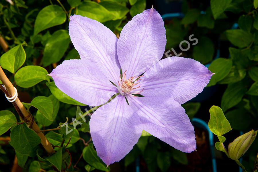 Plamének 'Mrs. Cholmondeley' - Clematis 'Mrs. Cholmondeley'