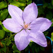 Plamének 'Mrs. Cholmondeley' - Clematis 'Mrs. Cholmondeley'