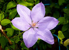 Plamének 'Mrs. Cholmondeley' - Clematis 'Mrs. Cholmondeley'