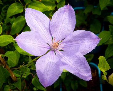 Plamének 'Mrs. Cholmondeley'