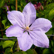 Plamének 'Mrs. Cholmondeley' - Clematis 'Mrs. Cholmondeley'