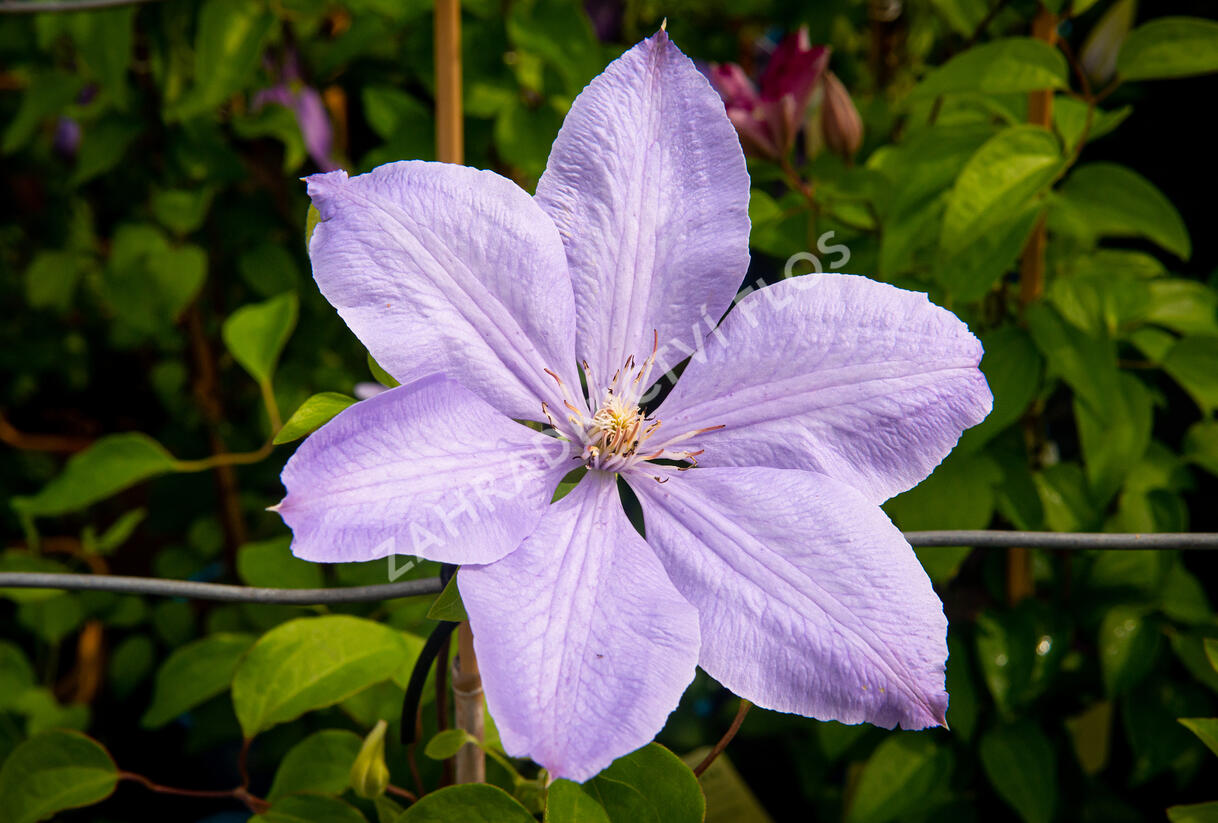 Plamének 'Mrs. Cholmondeley' - Clematis 'Mrs. Cholmondeley'
