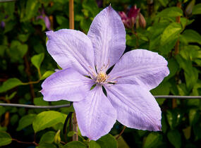 Plamének 'Mrs. Cholmondeley' - Clematis 'Mrs. Cholmondeley'