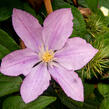 Plamének 'Proteus' - Clematis 'Proteus'